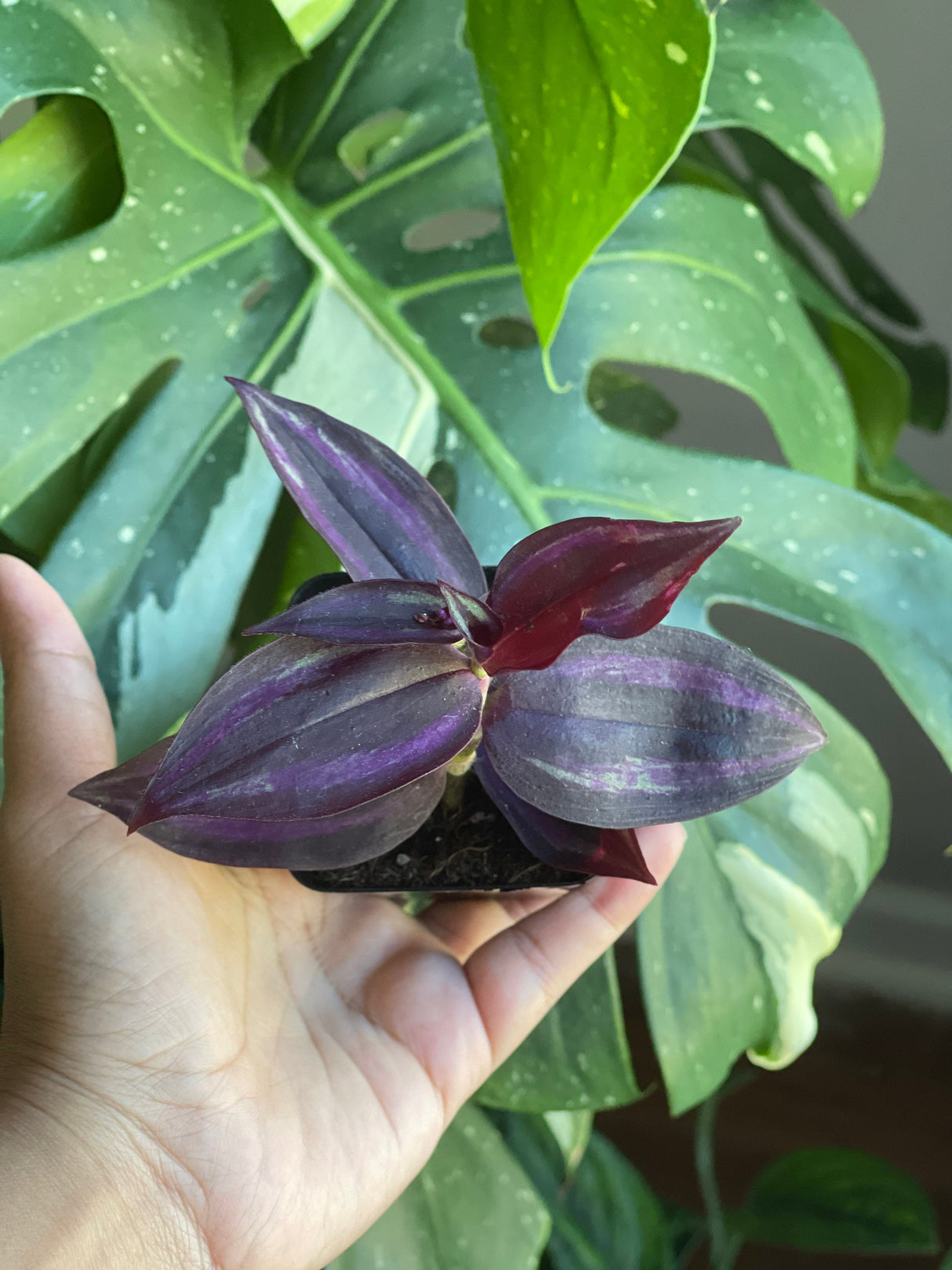 Purple Wandering Jew in 2 in Pot | Easy Care indoor plant | Purple Queen Plant Houseplant