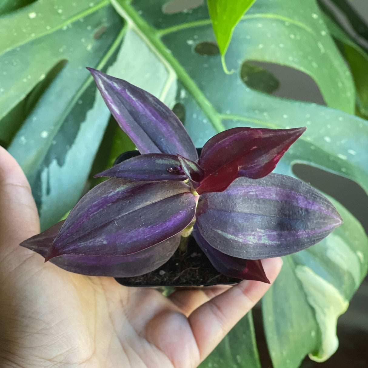 Purple Wandering Jew | Easy Care indoor plant | Purple Queen Plant Houseplant