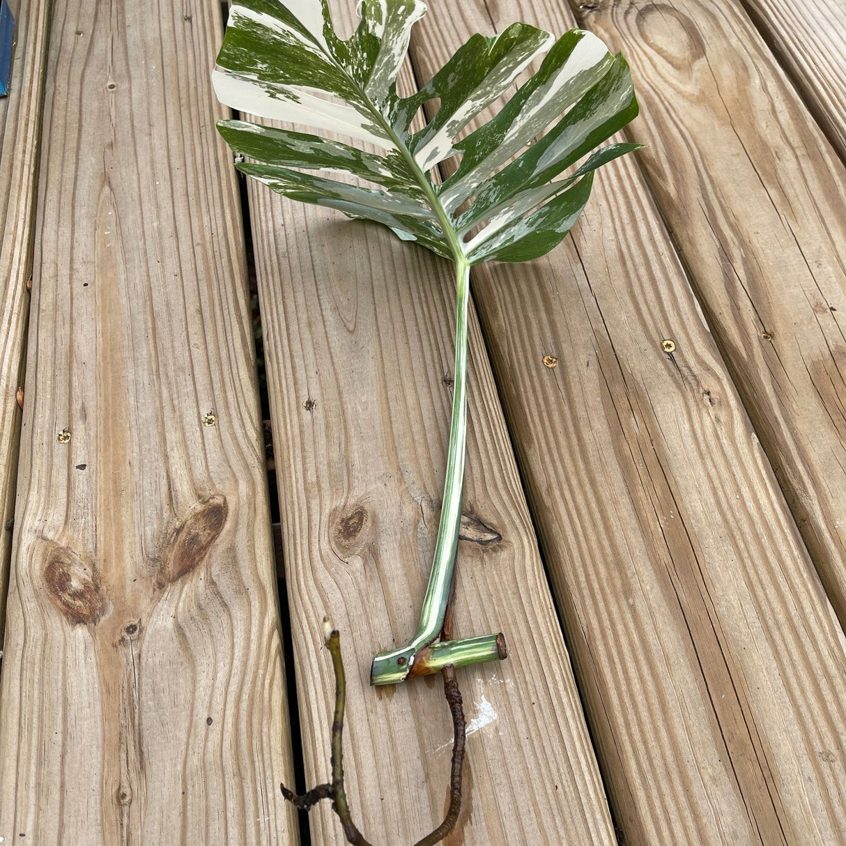 Albo Cutting monstera