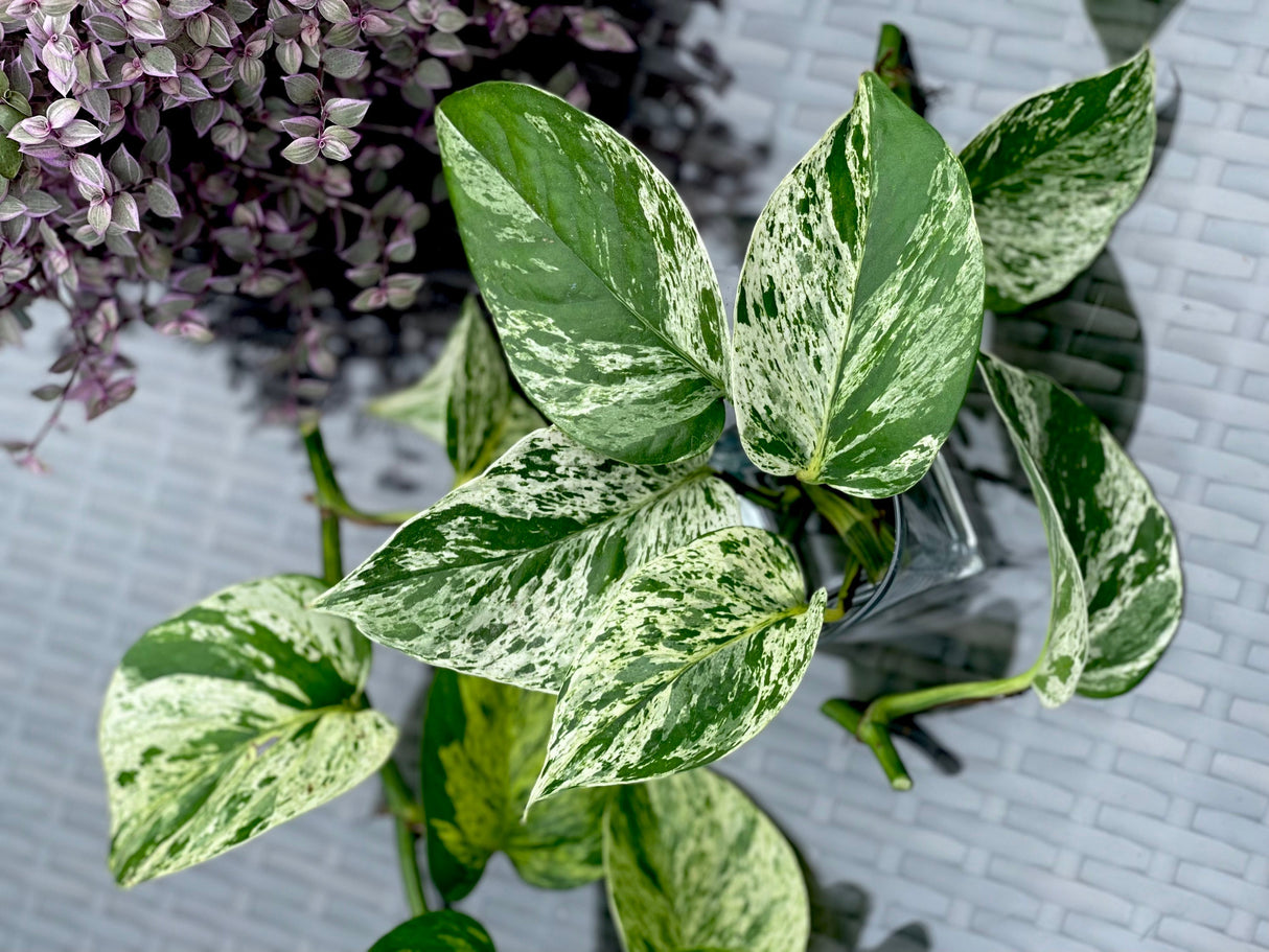 RARE Marble Pothos Cuttings - Gorgeous Variegated Indoor easy care house plant, Marble Pothos, White and Green variegation propagation plant