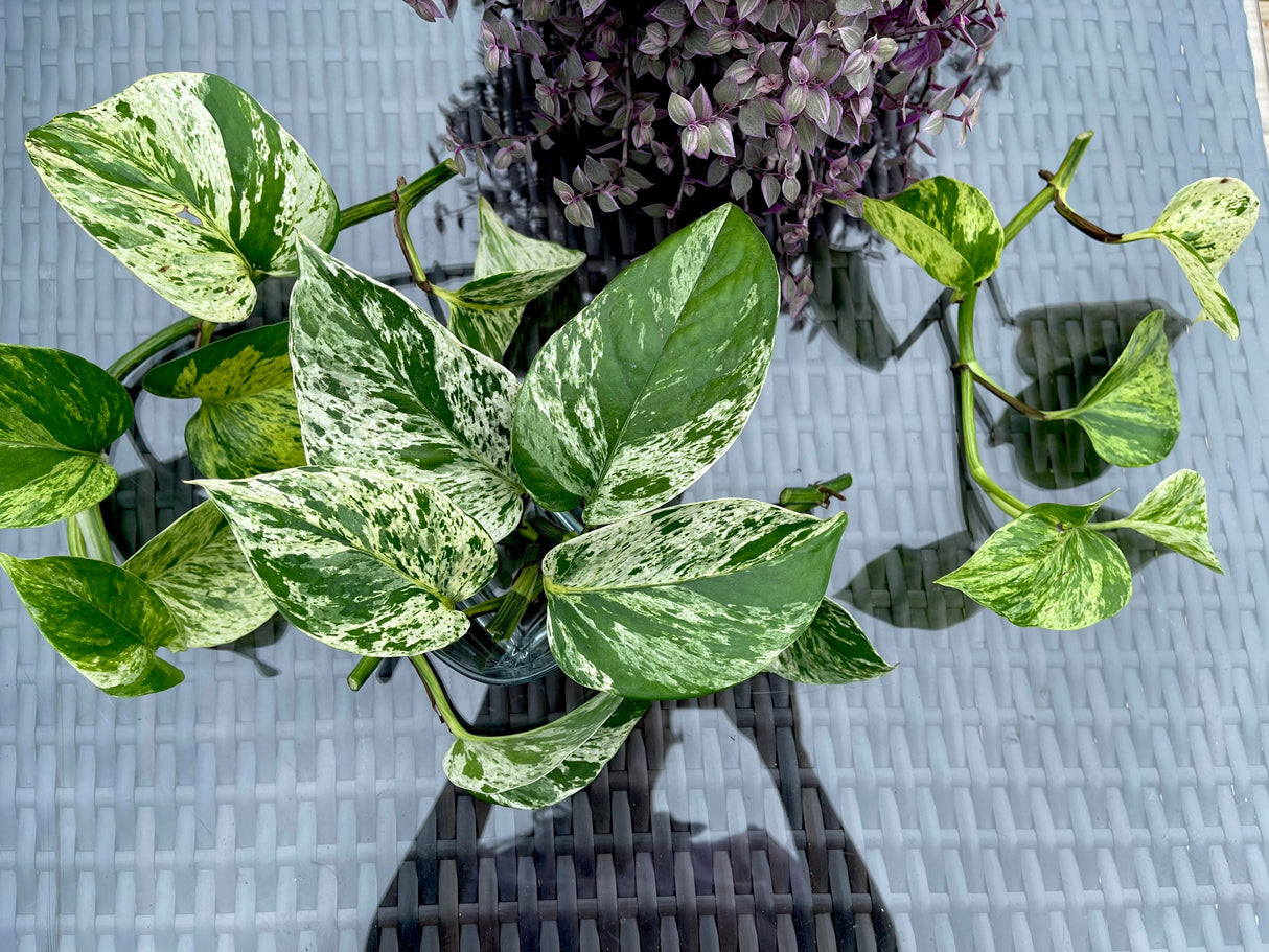 RARE Marble Pothos Cuttings - Gorgeous Variegated Indoor easy care house plant, Marble Pothos, White and Green variegation propagation plant