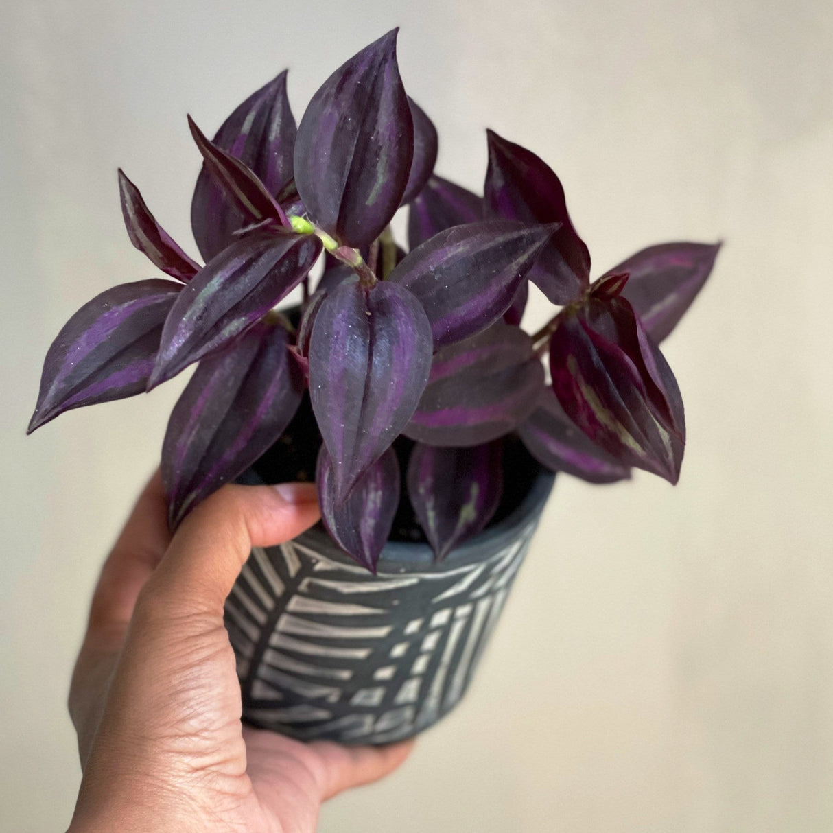 Purple Wandering Jew in 3" Grow Pot | Easy Care Indoor Plant | Live Wandering Dude Houseplant | Purple Plant For Indoors | Beginner Friendly Plant | Low Light Plant