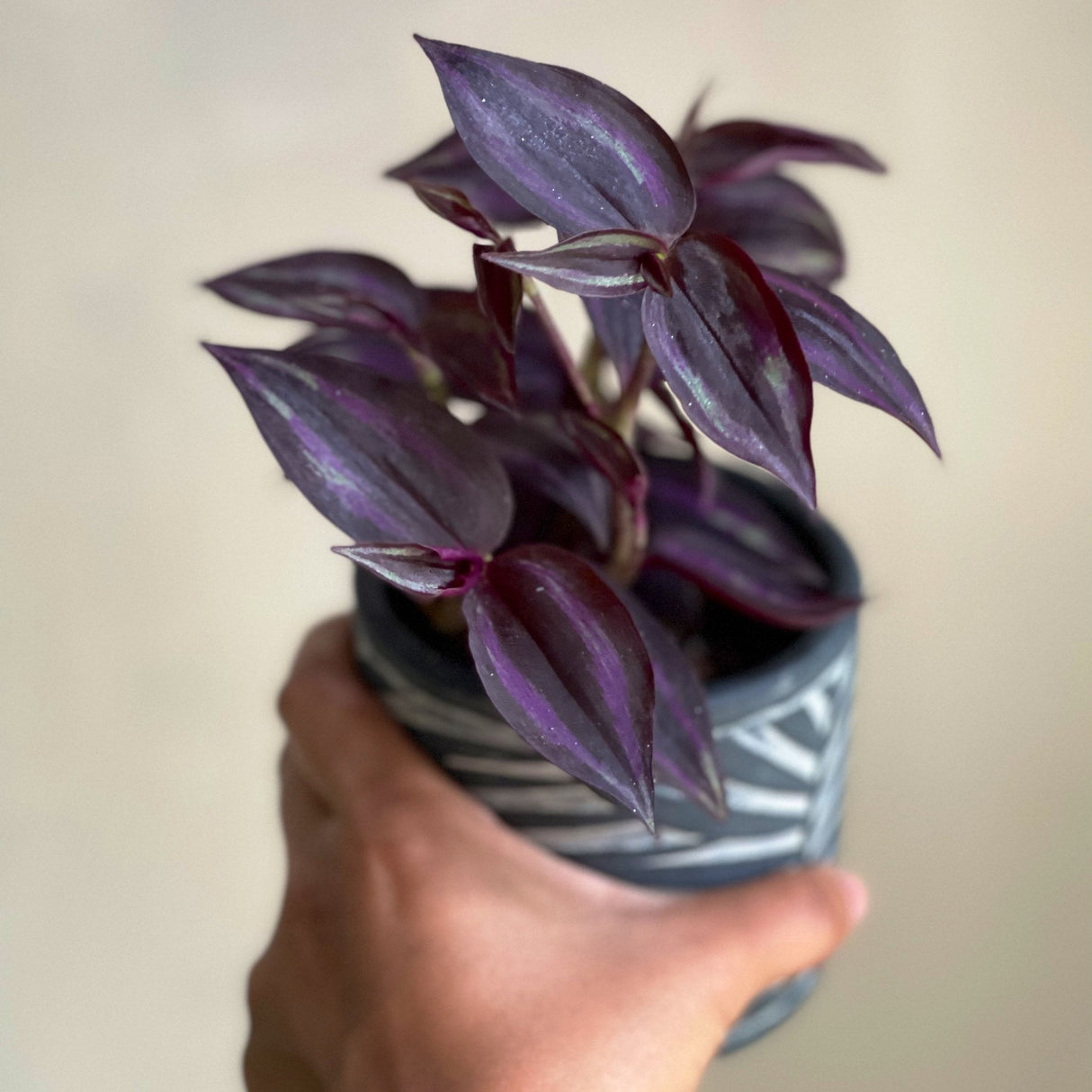 Purple Wandering Jew in 3" Grow Pot | Easy Care Indoor Plant | Live Wandering Dude Houseplant | Purple Plant For Indoors | Beginner Friendly Plant | Low Light Plant
