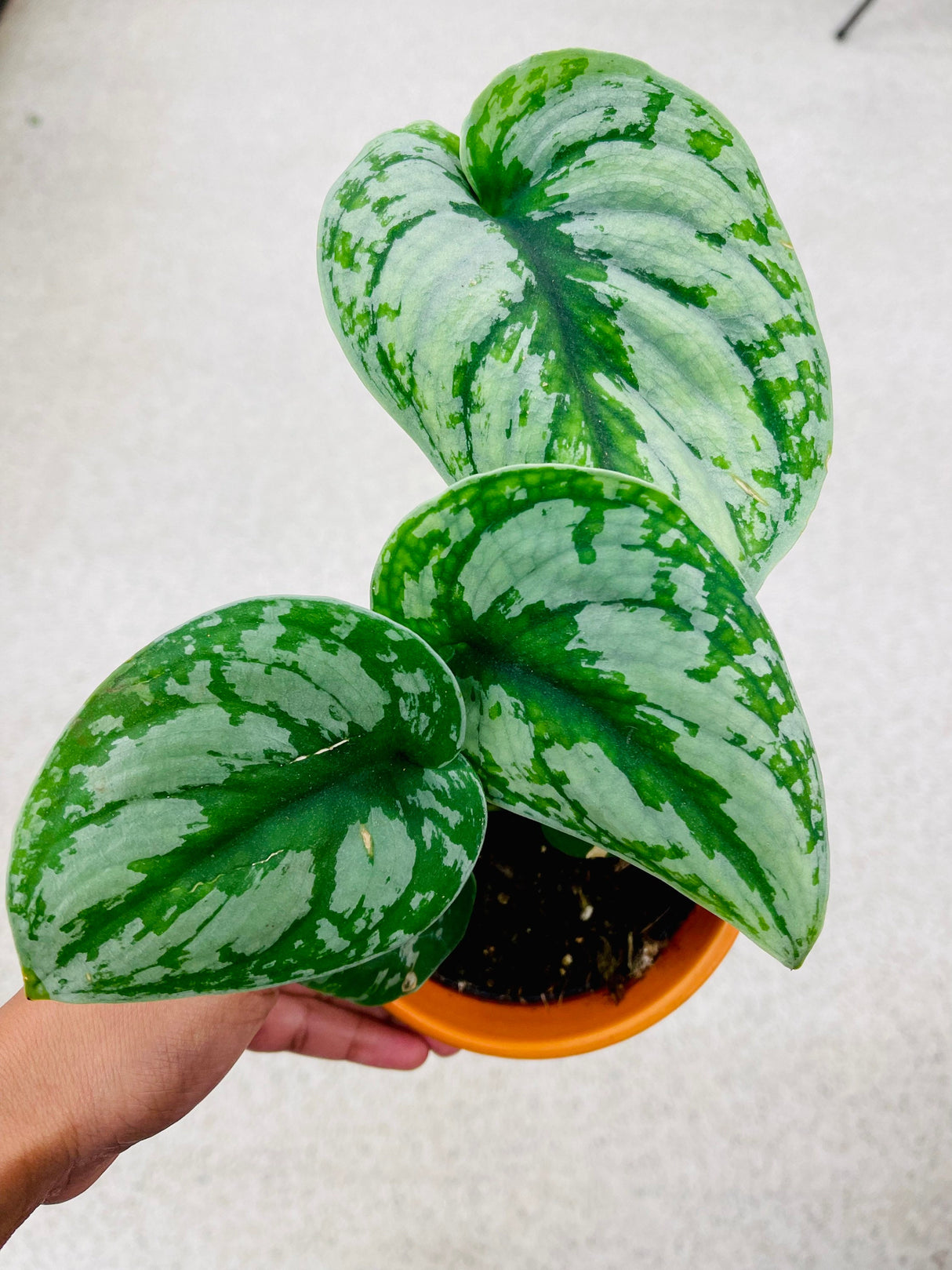 Scindapsus Silver Exotica in a Nursery Pot - Vining Indoor plant
