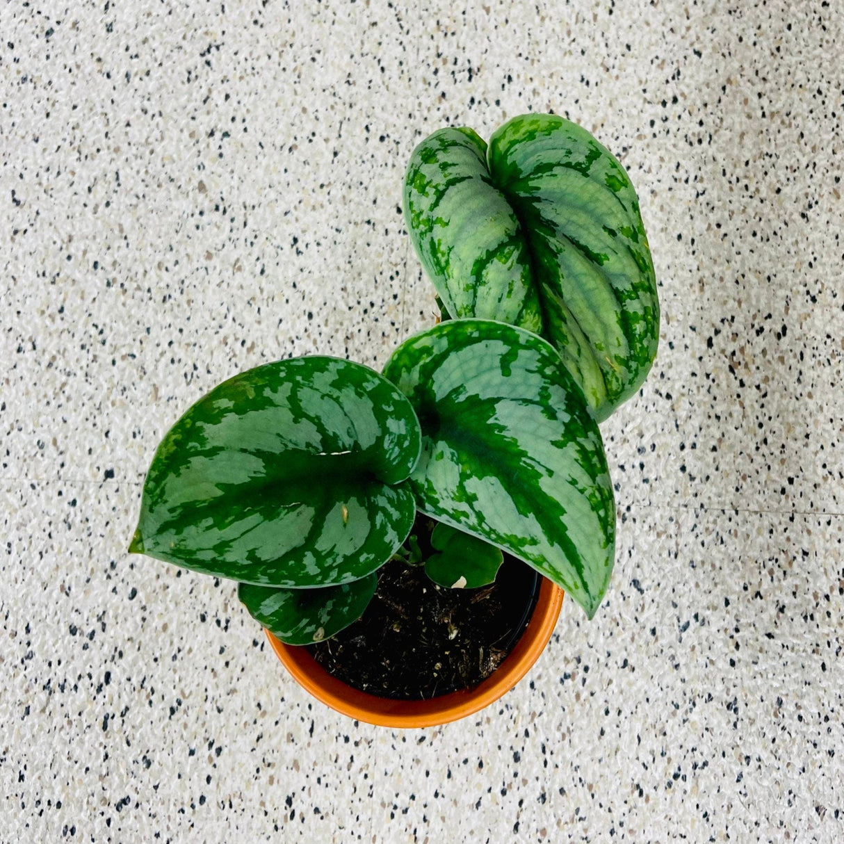 Scindapsus Silver Exotica in a Nursery Pot - Vining Indoor plant