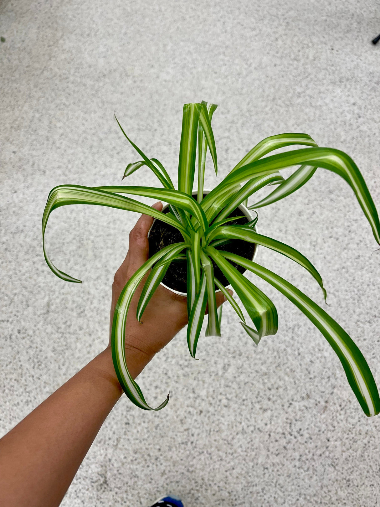 Variegated Spider Plant in a Nursery Pot - Extremely Easy Care - Indoor Vining Plant - Hardy Houseplant