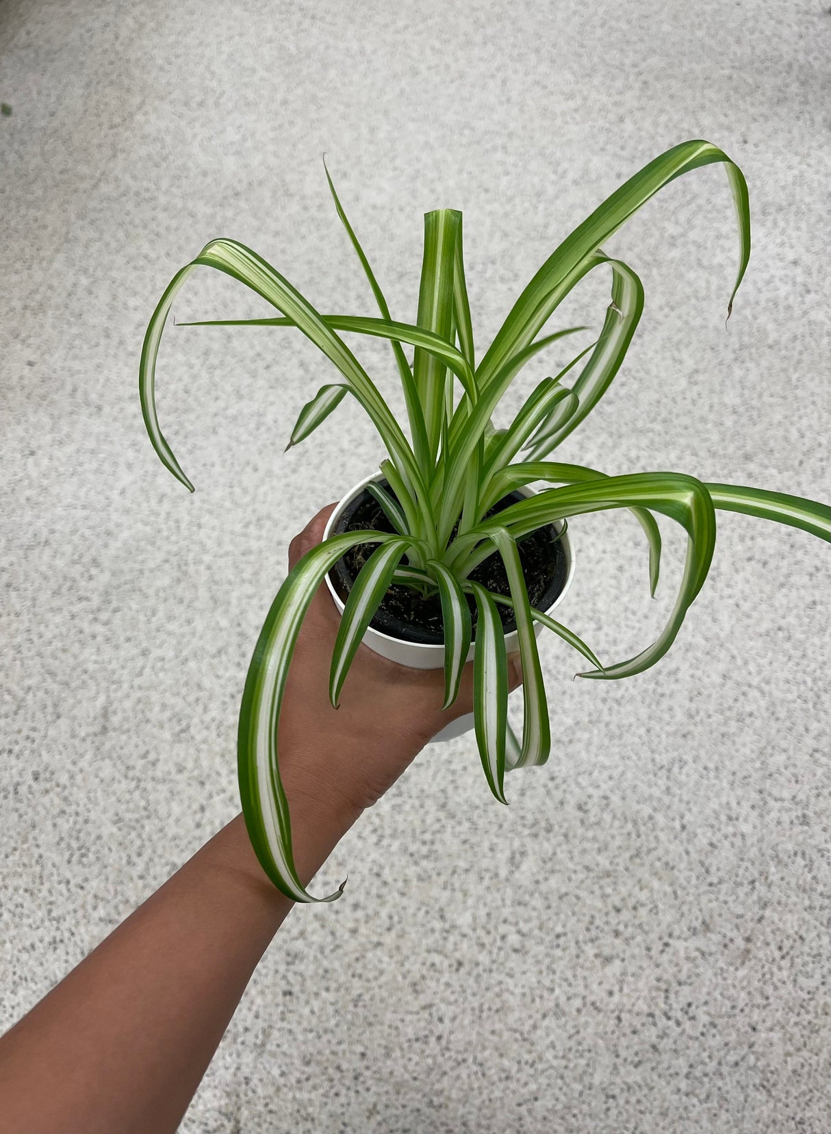 Variegated Spider Plant in a Nursery Pot - Extremely Easy Care - Indoor Vining Plant - Hardy Houseplant