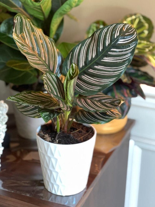 Calathea Ornata | Pinstripe Calathea | Pinstripe Prayer Plant | Calathea Ornata Sanderiana | Pinstripe Plant | Emerald Prayer Plant