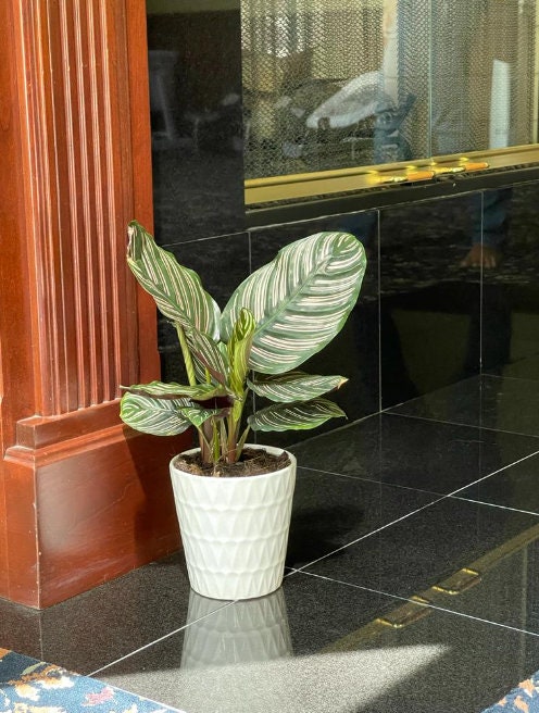 Calathea Ornata | Pinstripe Calathea | Pinstripe Prayer Plant | Calathea Ornata Sanderiana | Pinstripe Plant | Emerald Prayer Plant
