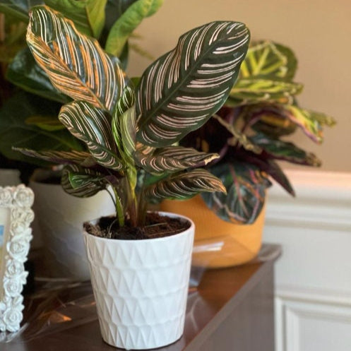 Calathea Ornata | Pinstripe Calathea | Pinstripe Prayer Plant | Calathea Ornata Sanderiana | Pinstripe Plant | Emerald Prayer Plant