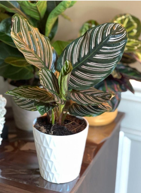 Calathea Ornata | Pinstripe Calathea | Pinstripe Prayer Plant | Calathea Ornata Sanderiana | Pinstripe Plant | Emerald Prayer Plant