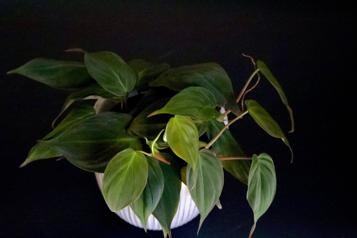 Philodendron Micans 3 Inch Grow Pot - Live Mican Vining Indoor Plants - Gift Hederaceum Philo Mican Pot