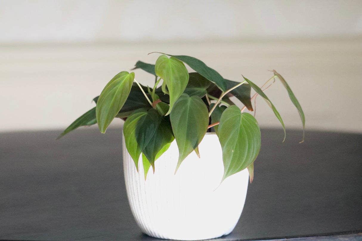 Philodendron Micans 3 Inch Grow Pot - Live Mican Vining Indoor Plants - Gift Hederaceum Philo Mican Pot