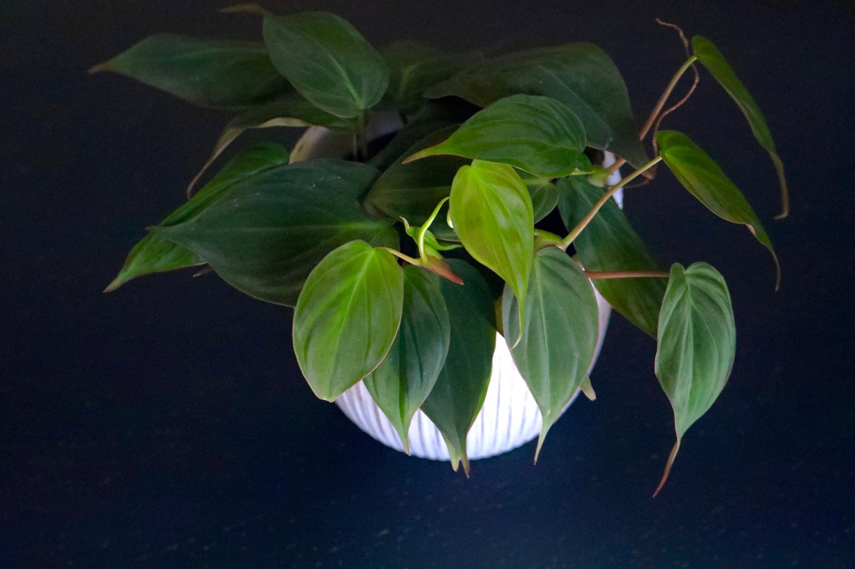 Philodendron Micans 3 Inch Grow Pot - Live Mican Vining Indoor Plants - Gift Hederaceum Philo Mican Pot