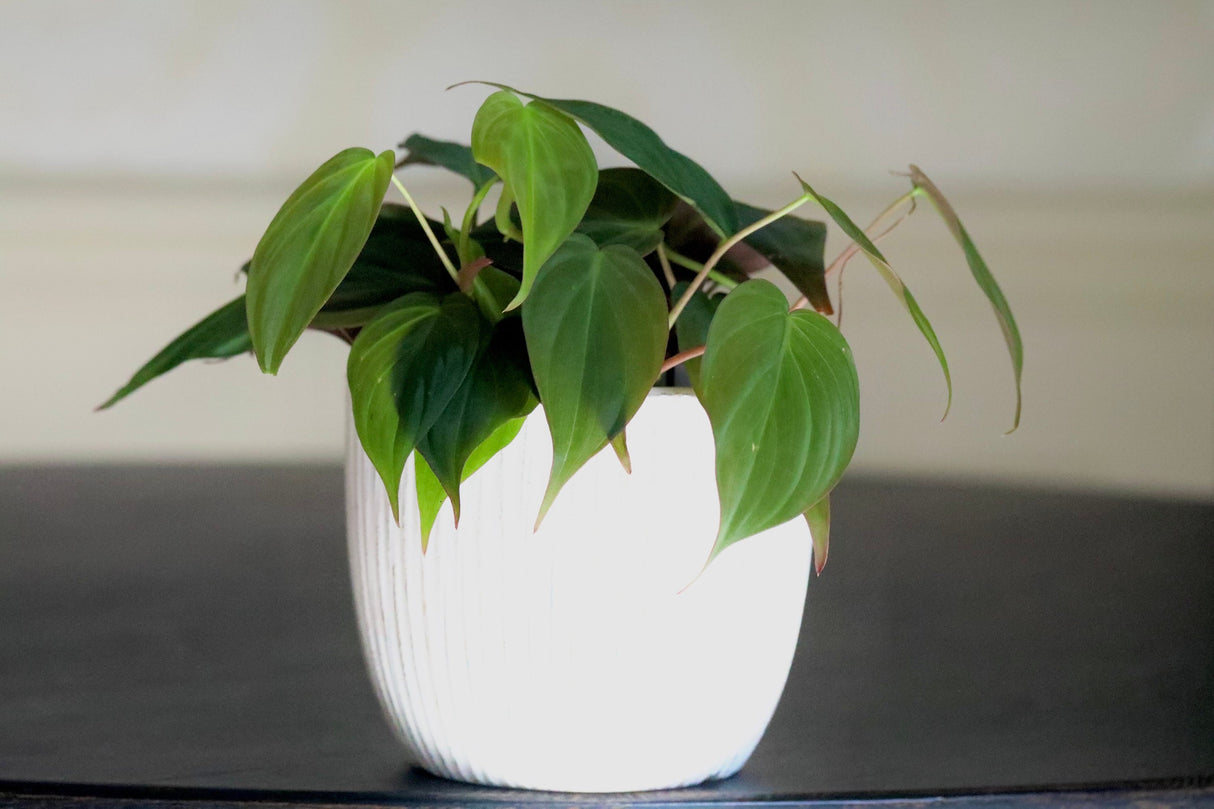Philodendron Micans 3 Inch Grow Pot - Live Mican Vining Indoor Plants - Gift Hederaceum Philo Mican Pot