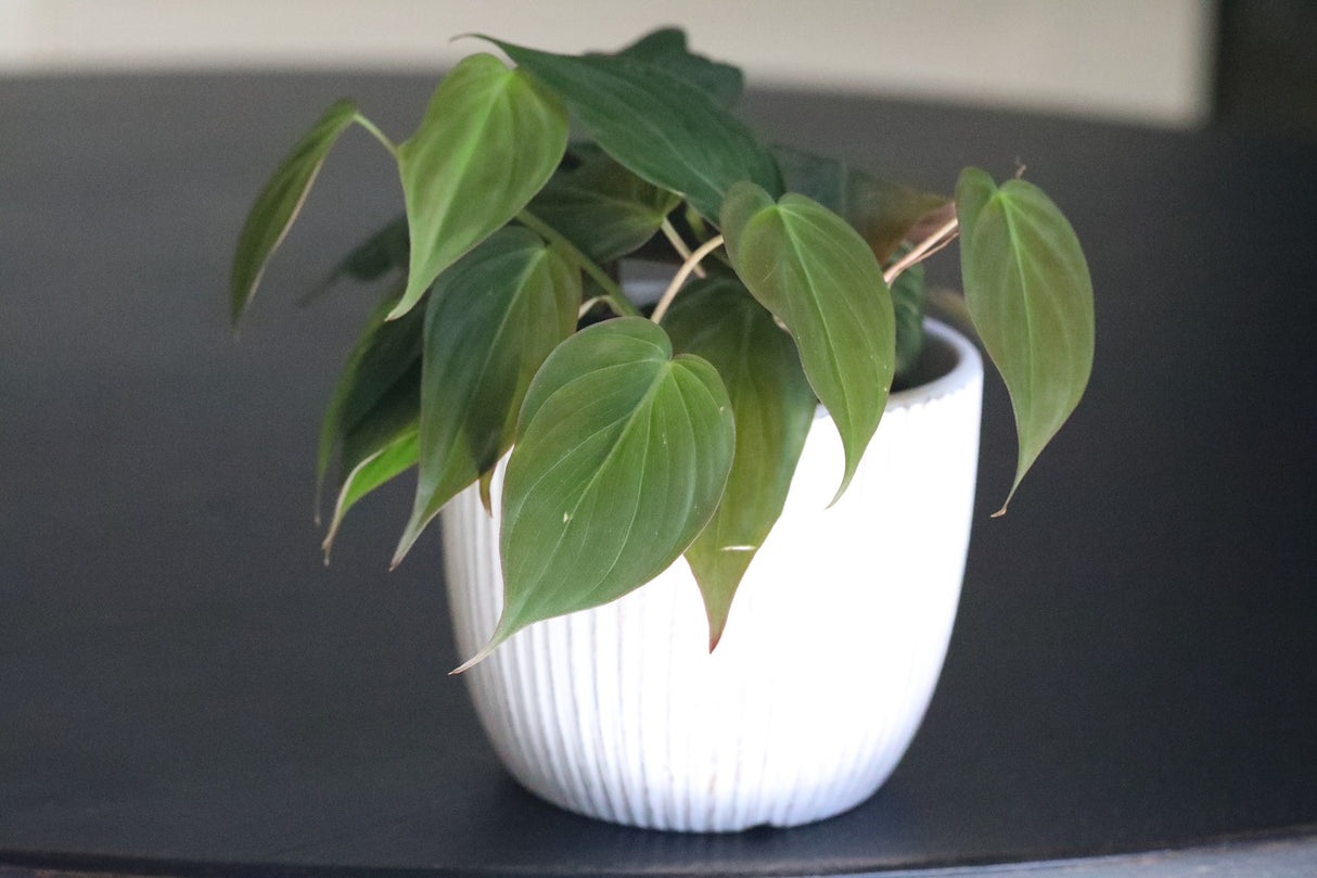 Philodendron Micans 3 Inch Grow Pot - Live Mican Vining Indoor Plants - Gift Hederaceum Philo Mican Pot