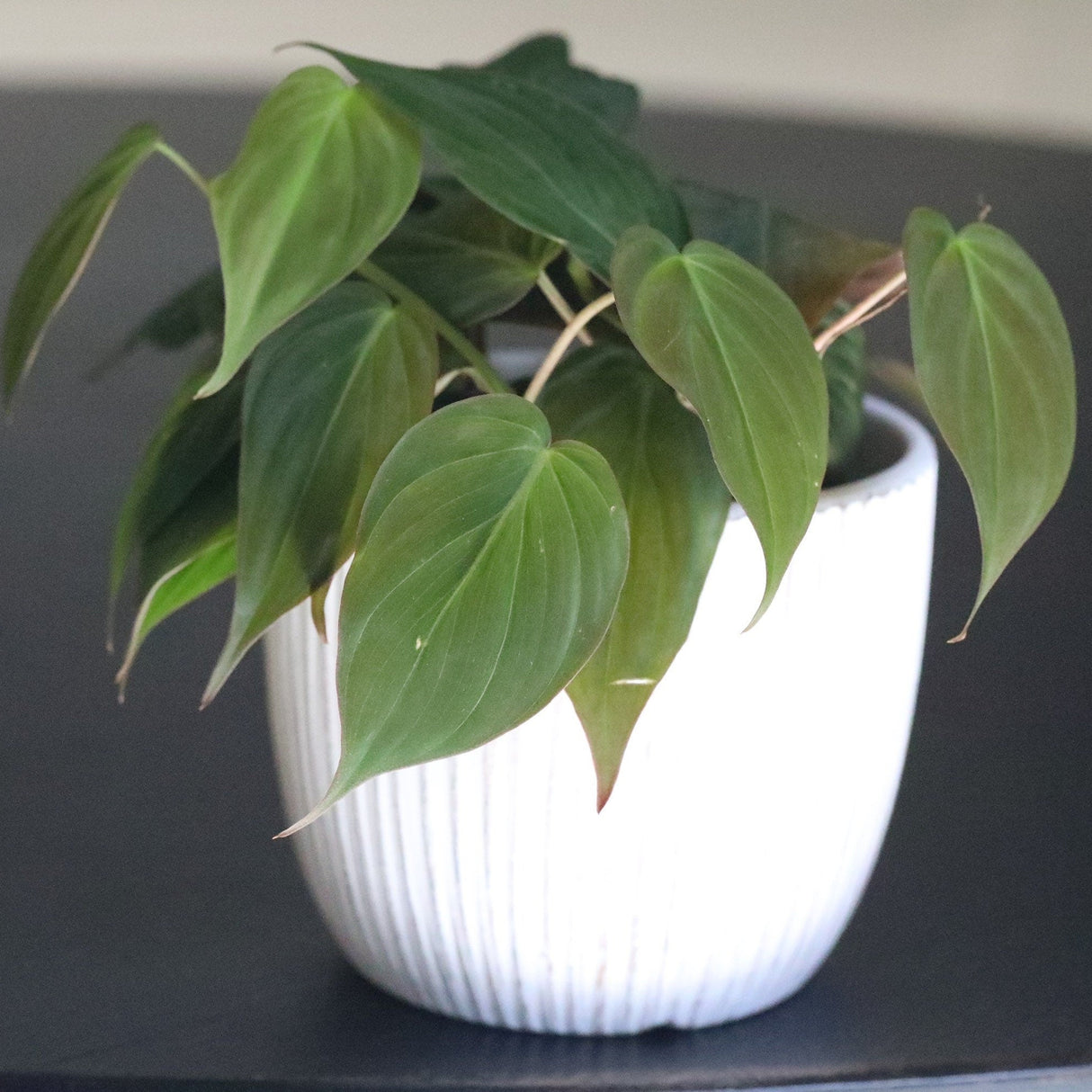 Philodendron Micans hederaceum