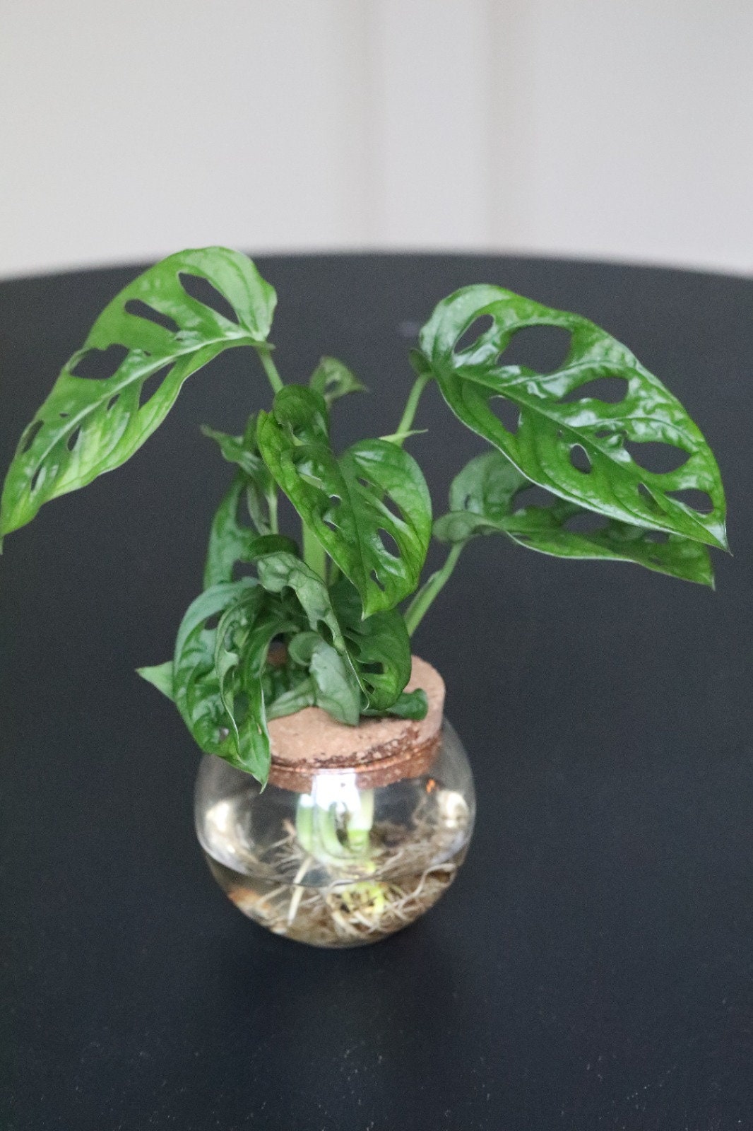 Swiss Cheese Plant - Monstera Adansonii - Swiss Cheese Cuttings - Live indoor plant - Monstera cuttings - air purification houseplant