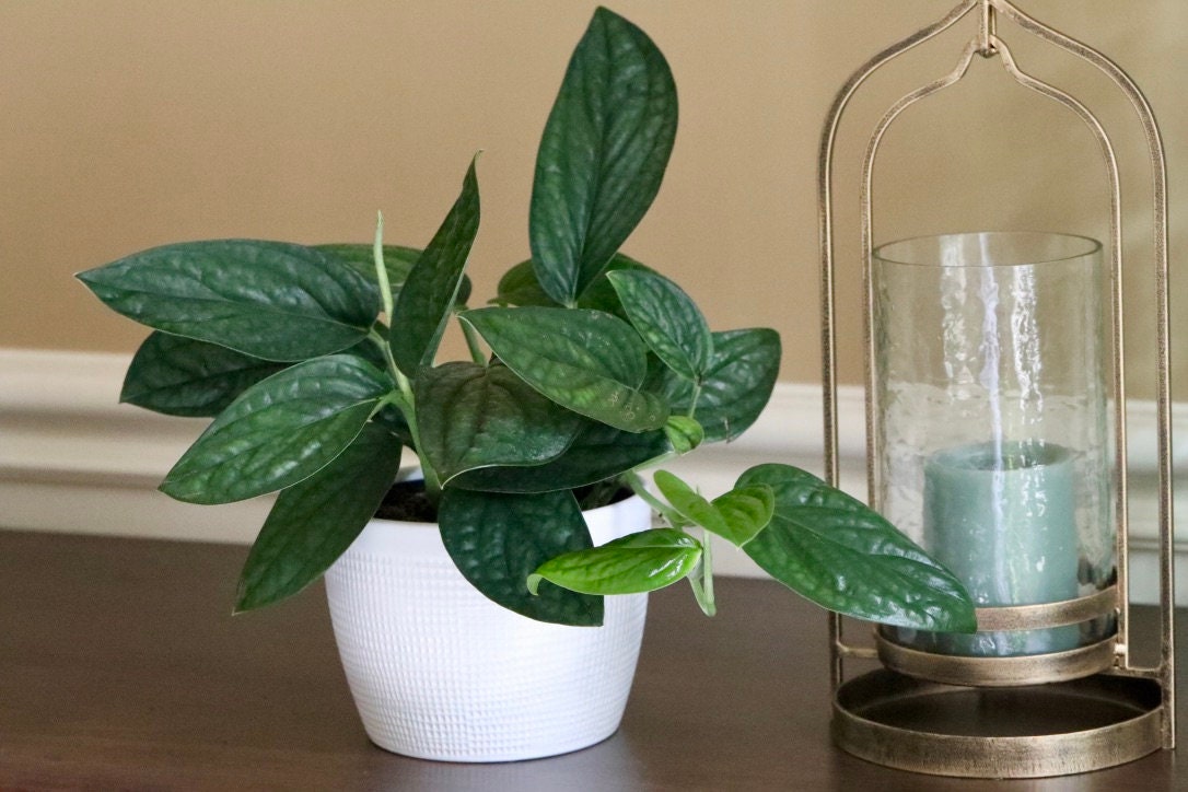 Monstera Peru | Live rare houseplants | Easy care houseplant | Peru Plant | Air Purifying Plants | Monstera karstenianum | Monstera Peru