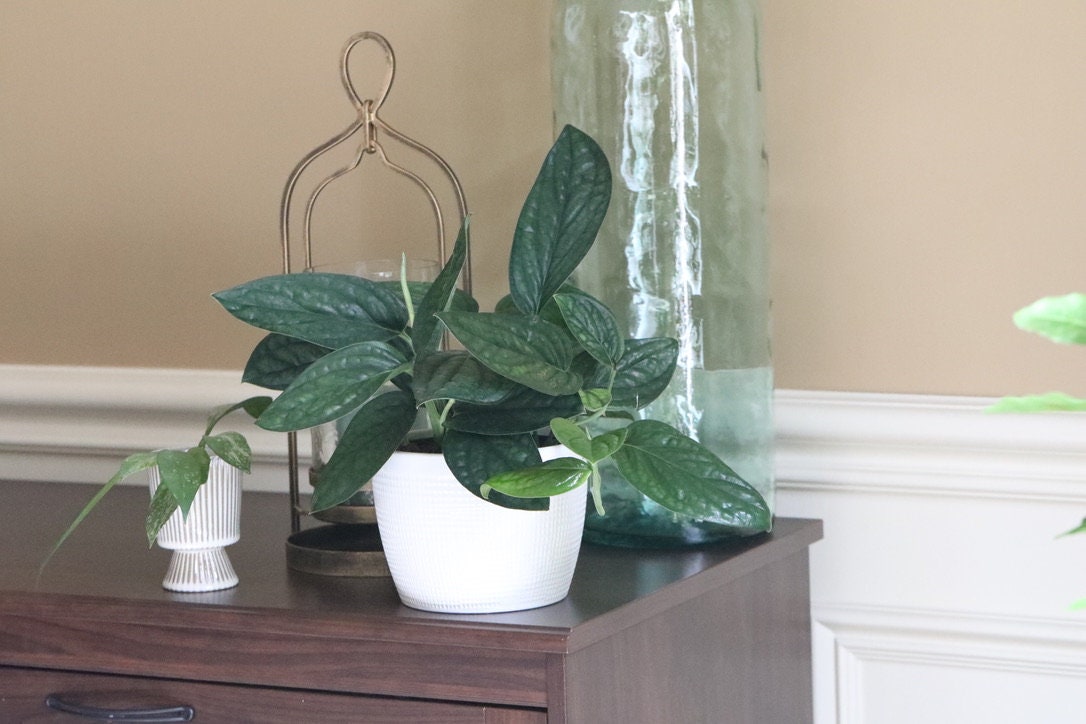 Monstera Peru | Live rare houseplants | Easy care houseplant | Peru Plant | Air Purifying Plants | Monstera karstenianum | Monstera Peru