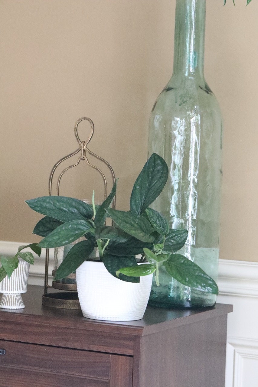 Monstera Peru | Live rare houseplants | Easy care houseplant | Peru Plant | Air Purifying Plants | Monstera karstenianum | Monstera Peru