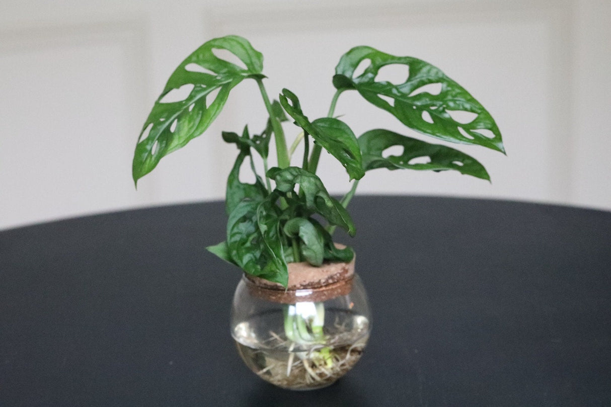 Swiss Cheese Plant - Monstera Adansonii - Swiss Cheese Cuttings - Live indoor plant - Monstera cuttings - air purification houseplant