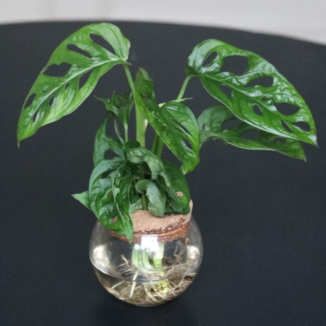 Swiss Cheese Plant - Monstera Adansonii - Swiss Cheese Cuttings - Live indoor plant - Monstera cuttings - air purification houseplant