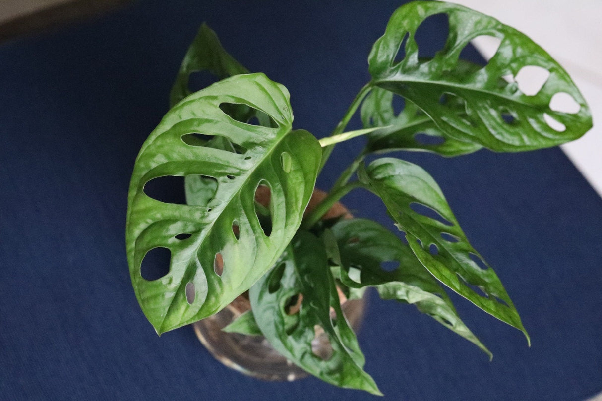 Swiss Cheese Plant - Monstera Adansonii - Swiss Cheese Cuttings - Live indoor plant - Monstera cuttings - air purification houseplant