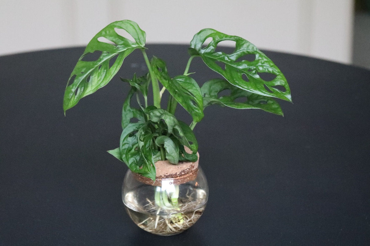 Swiss Cheese Plant - Monstera Adansonii - Swiss Cheese Cuttings - Live indoor plant - Monstera cuttings - air purification houseplant