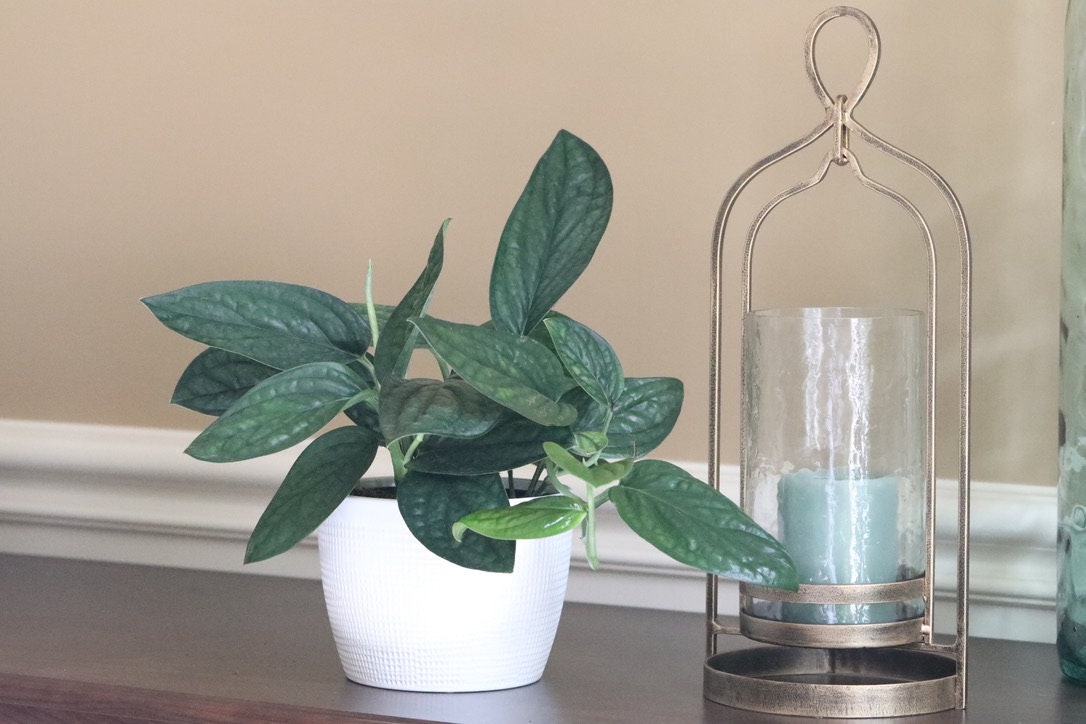 Monstera Peru | Live rare houseplants | Easy care houseplant | Peru Plant | Air Purifying Plants | Monstera karstenianum | Monstera Peru