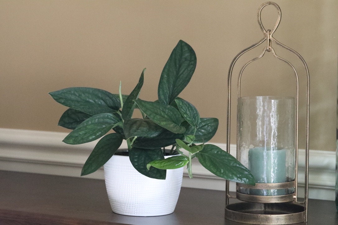 Monstera Peru | Live rare houseplants | Easy care houseplant | Peru Plant | Air Purifying Plants | Monstera karstenianum | Monstera Peru