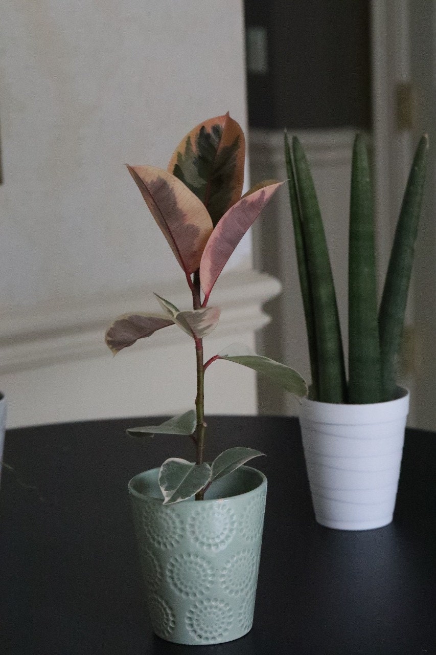 Rubber Tree - Ficus elastica “tineke” - Gorgeous variegated leaves with pink and white and green shades houseplant - Easy care indoor plants