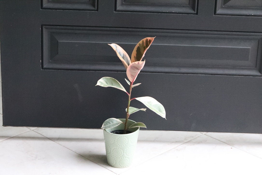 Rubber Tree - Ficus elastica “tineke” - Gorgeous variegated leaves with pink and white and green shades houseplant - Easy care indoor plants