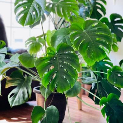 Monstera Deliciosa Cuttings - Low Light Houseplant - Monstera plant -Indoor Gift Plant - Split Leaf Plant - Swiss Cheese Plant- US Seller