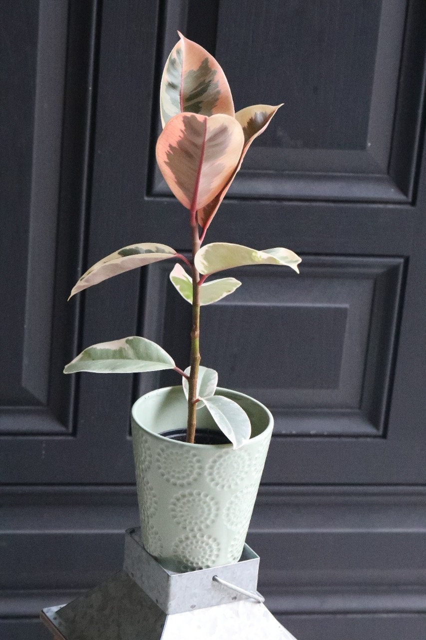 Rubber Tree - Ficus elastica “tineke” - Gorgeous variegated leaves with pink and white and green shades houseplant - Easy care indoor plants