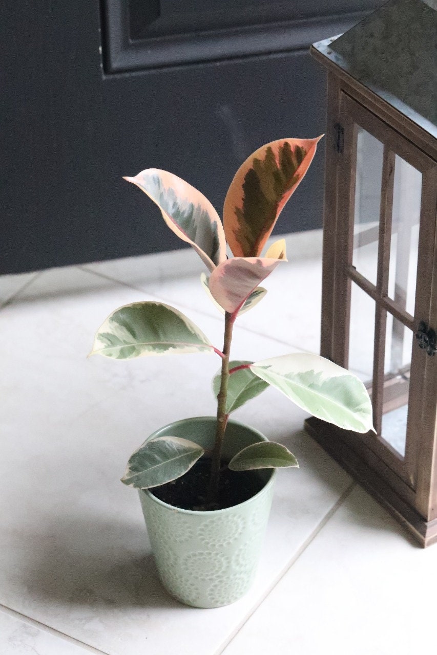 Rubber Tree - Ficus elastica “tineke” - Gorgeous variegated leaves with pink and white and green shades houseplant - Easy care indoor plants