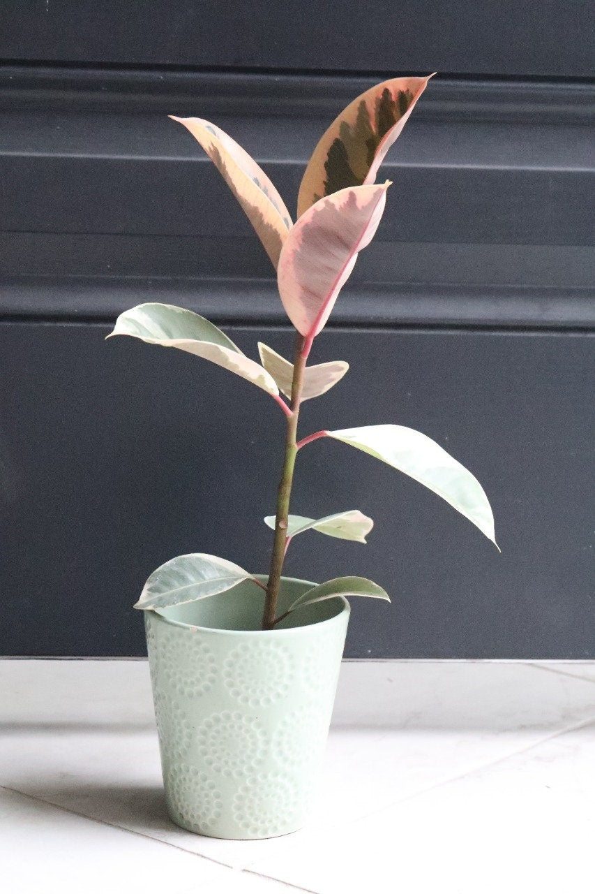 Rubber Tree - Ficus elastica “tineke” - Gorgeous variegated leaves with pink and white and green shades houseplant - Easy care indoor plants