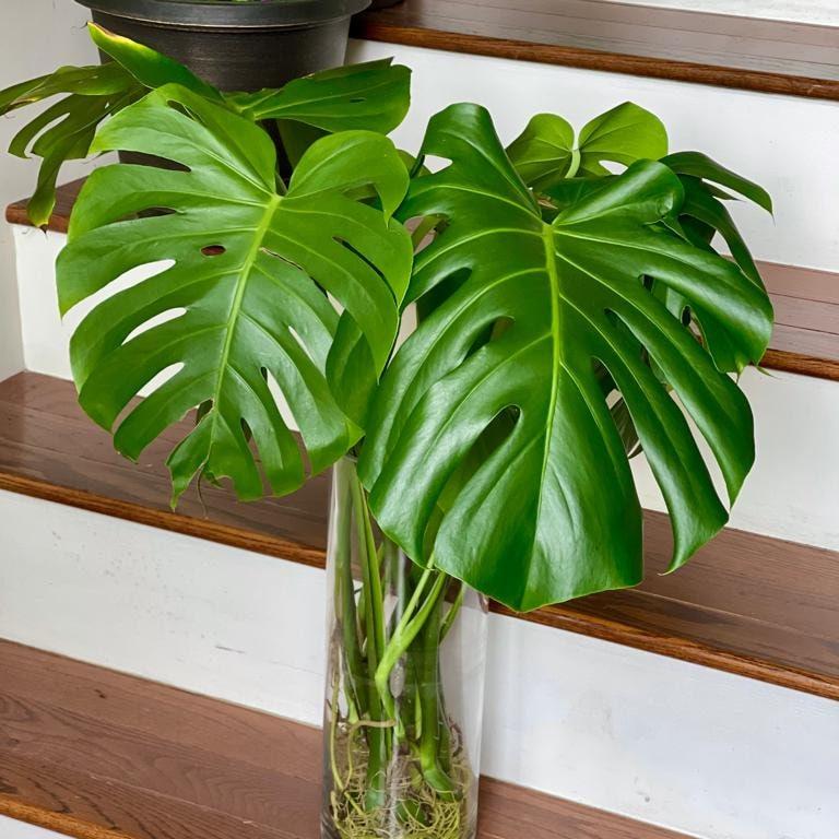 Monstera Deliciosa Cuttings - Low Light Houseplant - Monstera plant -Indoor Gift Plant - Split Leaf Plant - Swiss Cheese Plant- US Seller