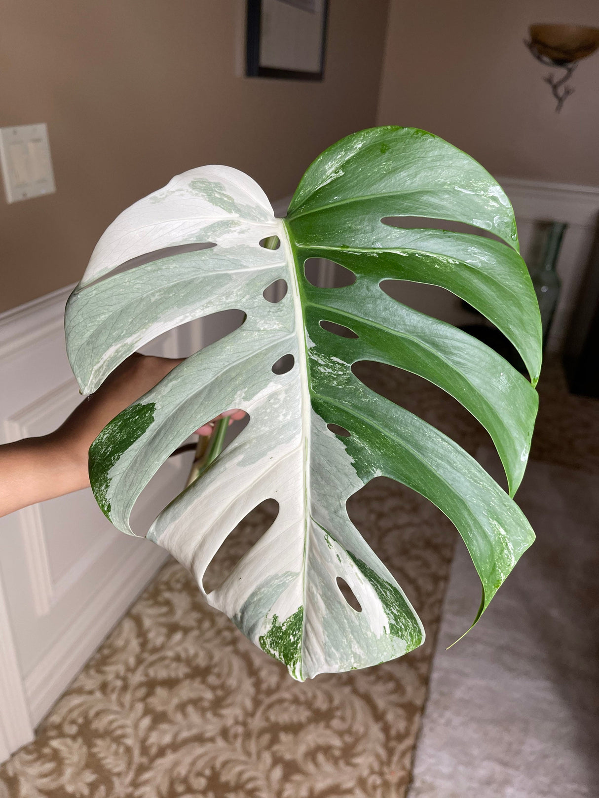 Albo Borsigiana, variegated Albo, Rare Collector Plant, albo white tiger