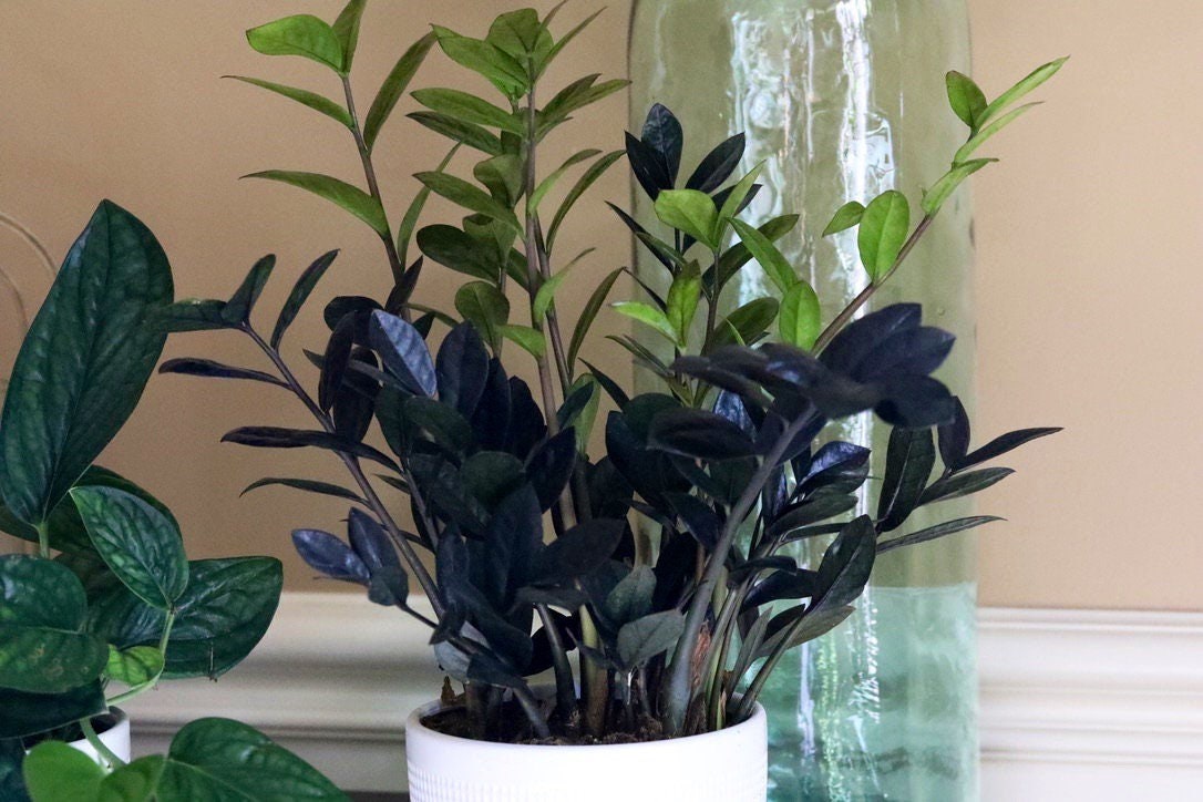 Raven ZZ plant | Indoor Live Zamioculcas Zamiifolia Raven Plant | Rare Indoor Plant | Zansibar gem | Black ZZ Plant