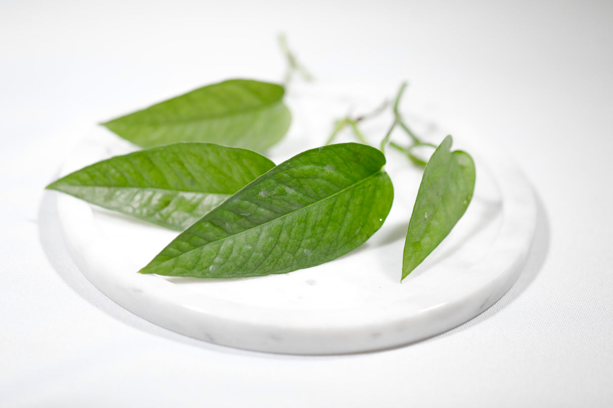 Cebu Blue Pothos - Rare Houseplant - Easy Care Houseplant - Air Purifying Vining Plant