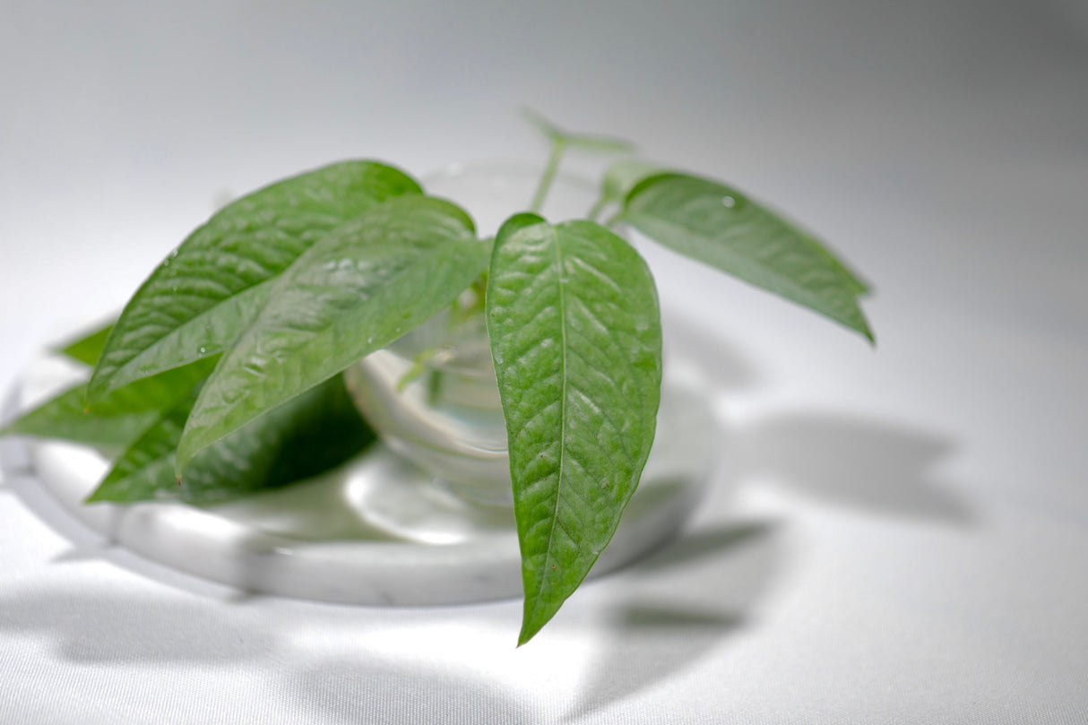 Cebu Blue Pothos - Rare Houseplant - Easy Care Houseplant - Air Purifying Vining Plant