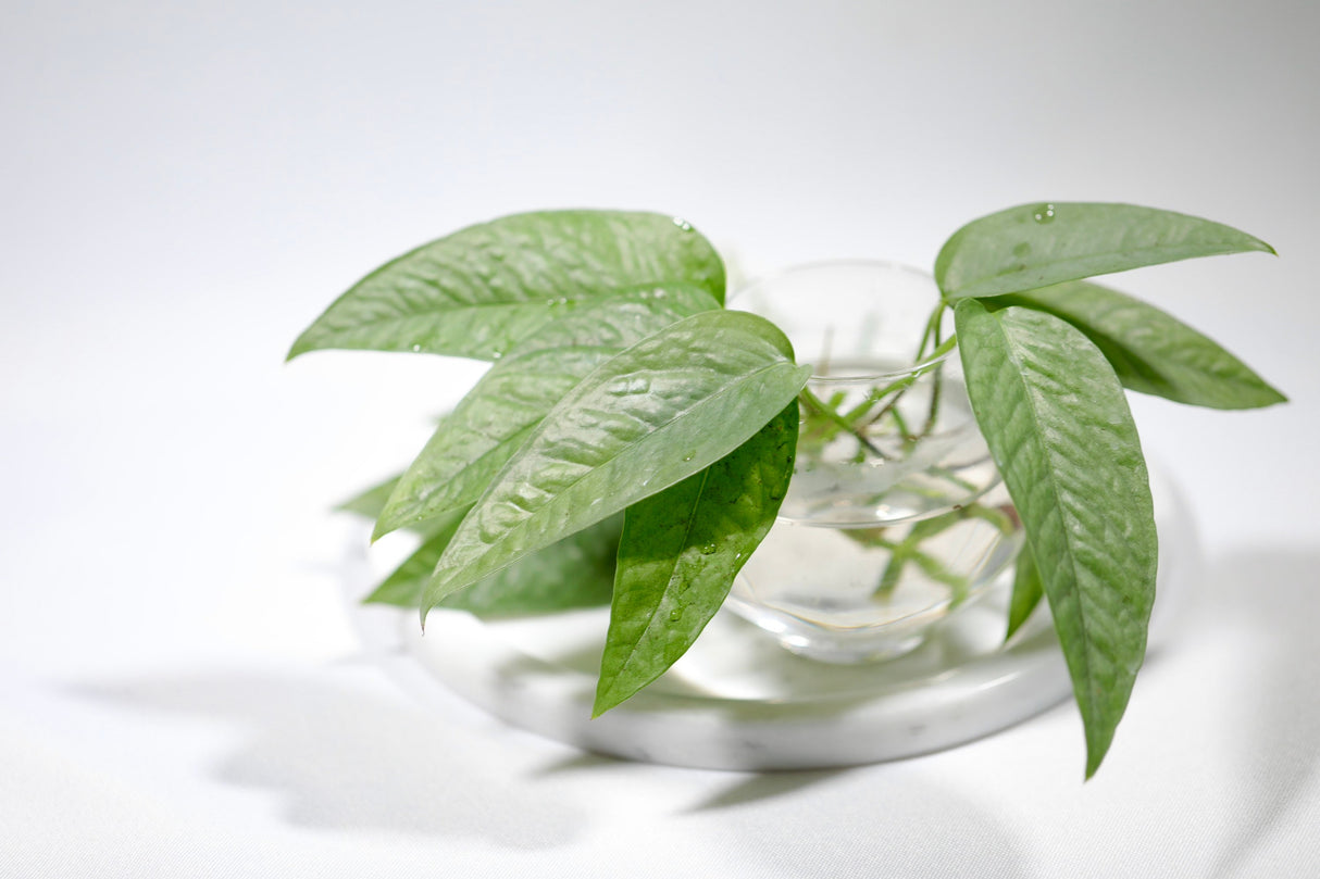 Cebu Blue Pothos - Rare houseplant - Easy care houseplant - Natural purification of air - vining plant