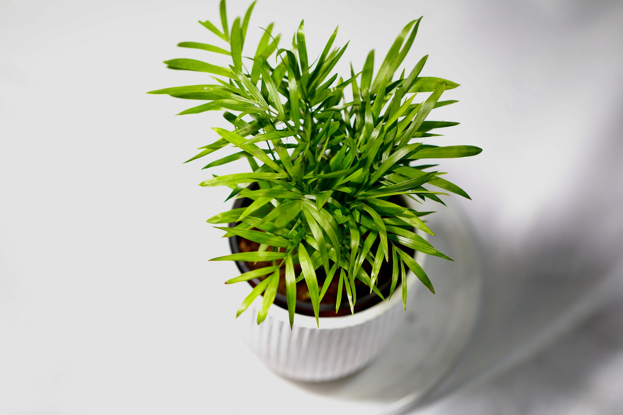 Parlour Palm Indoor Plant 3" - Easy care low light House plant - Air Purifier Plant in nursery pot - Chamaedorea Elegans