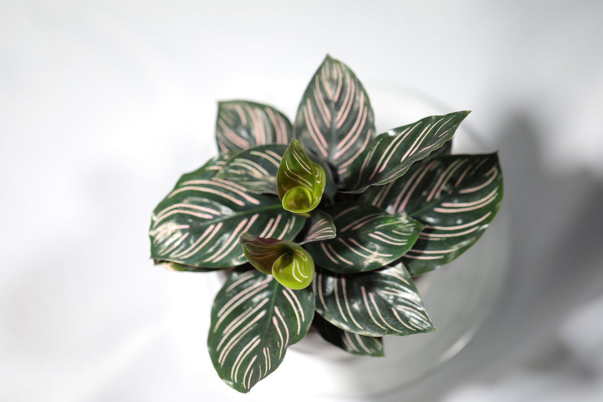Pinstripe Calathea in a 3” Nursery Pot - Single Starter plant - Air Purifier Houseplant - Cathedral Plant Zebra Peacock Plant