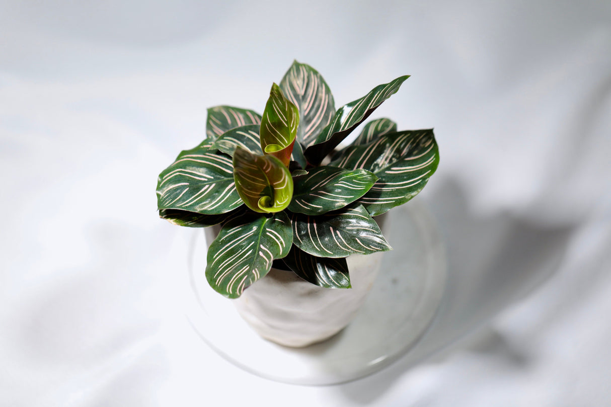 Pinstripe Calathea in a 3” Nursery Pot - Single Starter plant - Air Purifier Houseplant - Cathedral Plant Zebra Peacock Plant