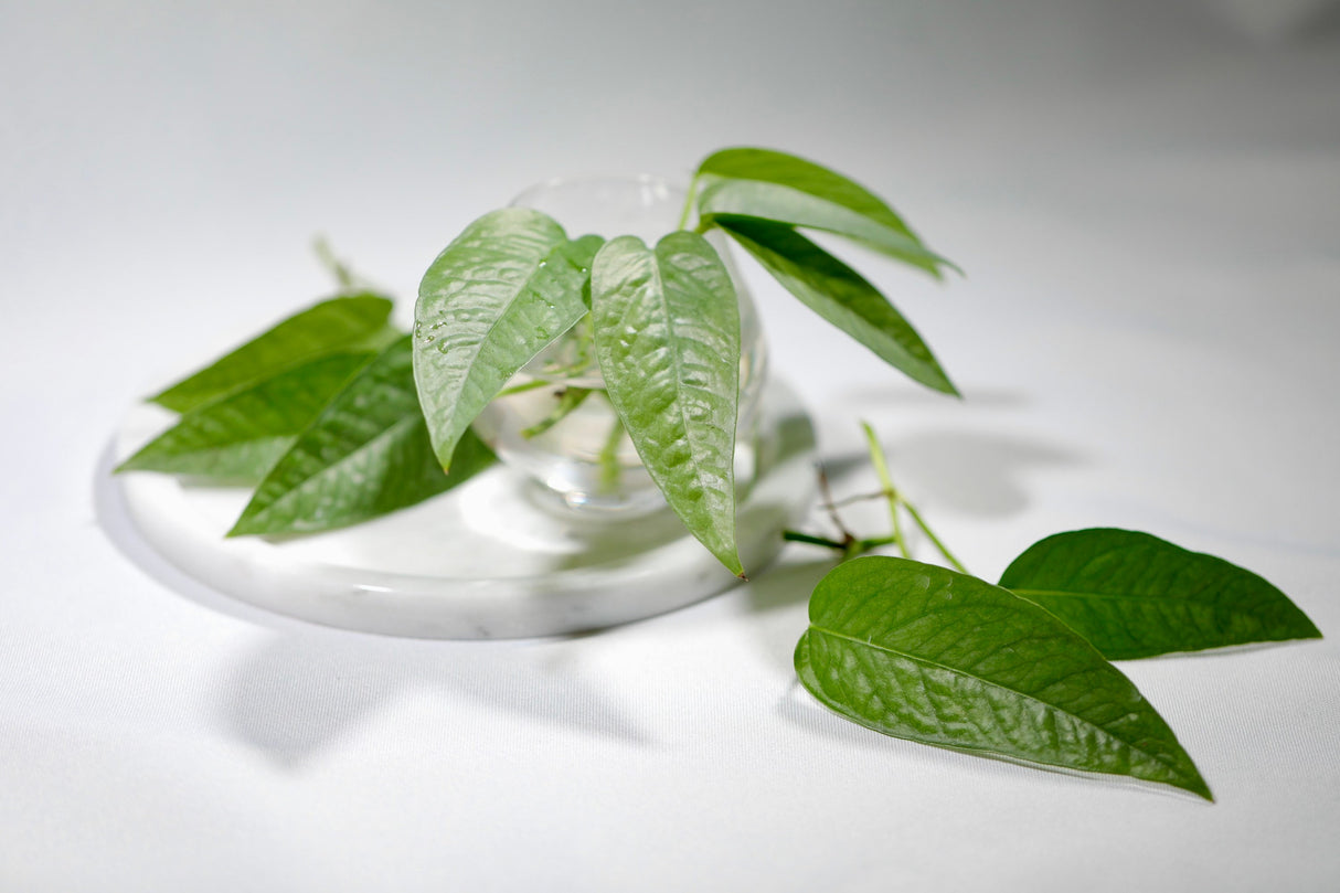 Cebu Blue Pothos - Rare houseplant - Easy care houseplant - Natural purification of air - vining plant