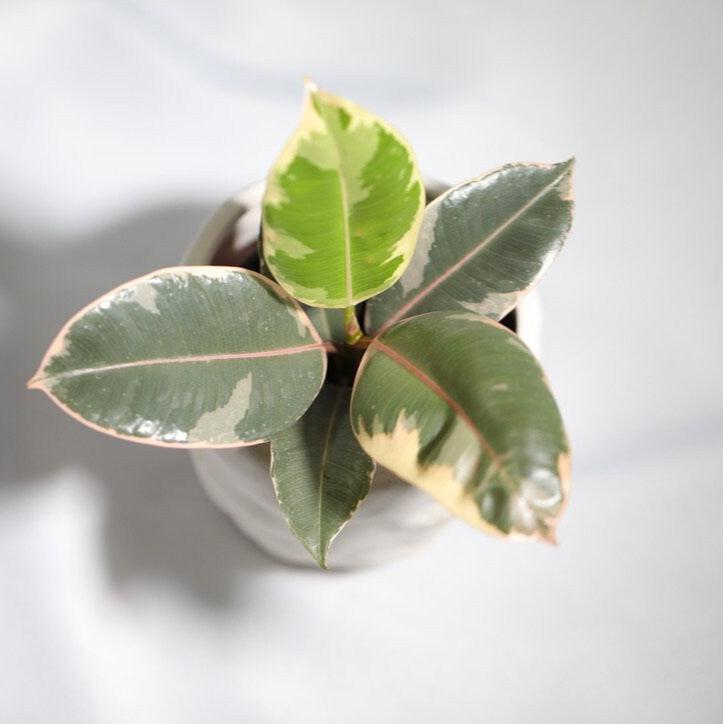Variegated Ficus Elastica Tineke Rubber Plant