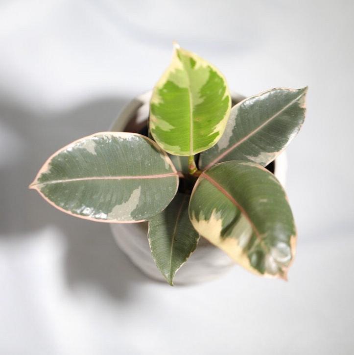 Variegated Ficus Elastica Tineke Rubber Plant