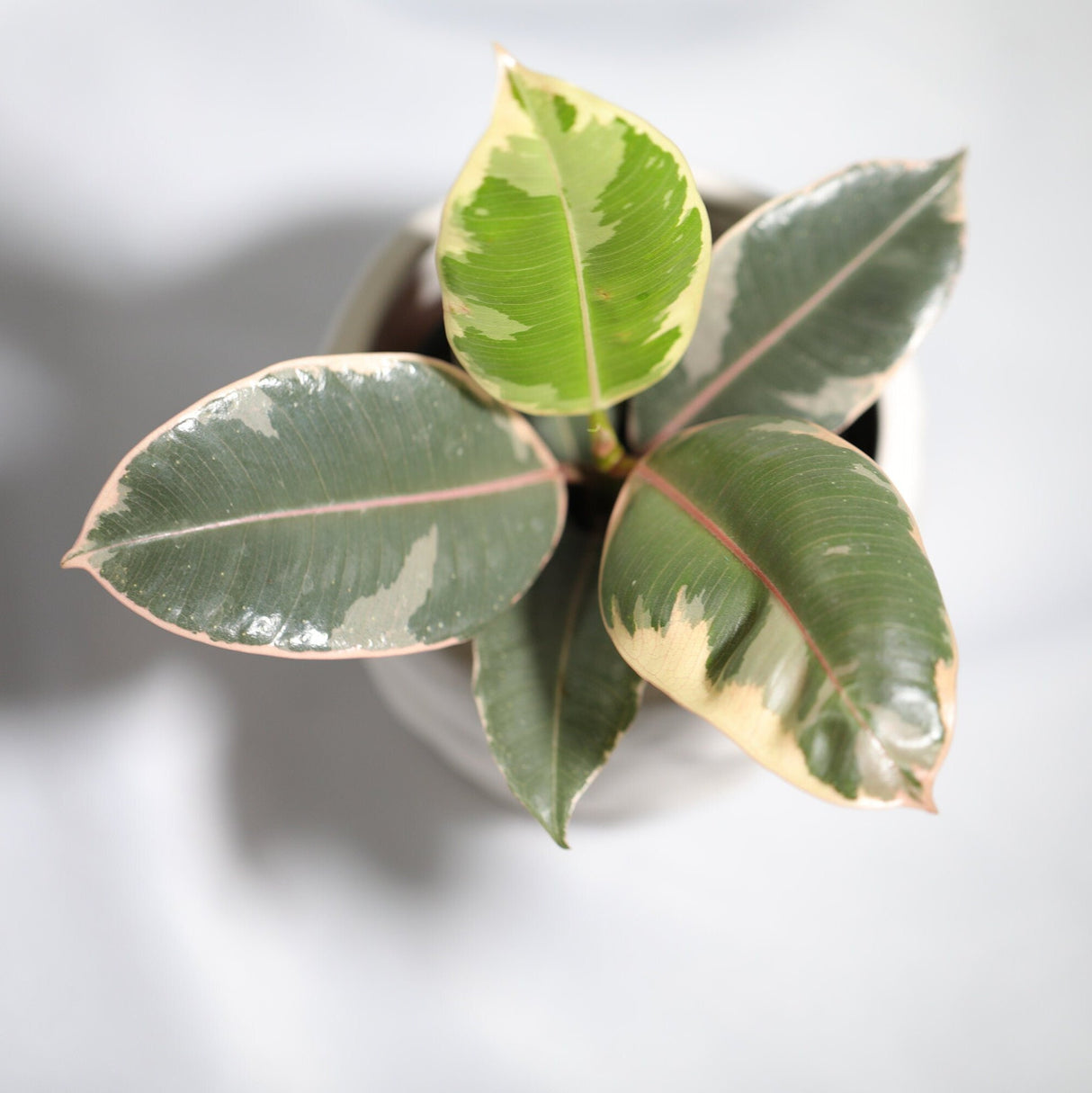 Variegated Ficus Elastica Tineke Rubber Plant